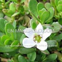 Manufacturers Exporters and Wholesale Suppliers of Bacopa Moniera Chhindwara Madhya Pradesh